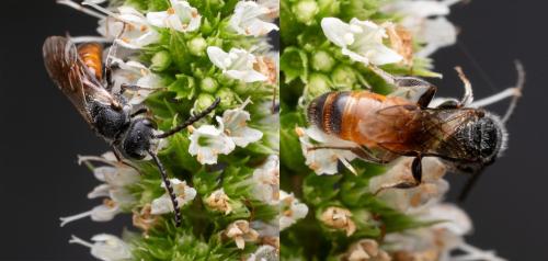 Sphecodes sp.